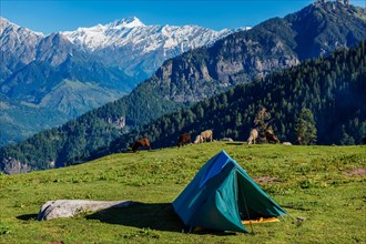 Tent in Himalayas mountains with flock of sheep grazing. Kullu Valley