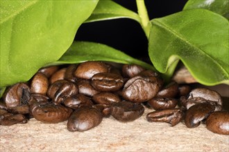 Roasted coffee of the Arabica variety and the green leaves of a coffee bush