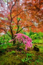 Tree with colorful red leaves in Japanese garden