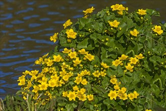 Flowering marsh marigold