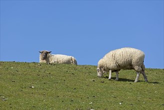 Sheep on dyke