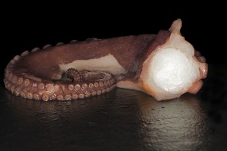 Cooked tentacle of an mexican four-eyed octopus