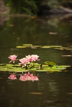 Beautiful pink lotus flowers lily pond