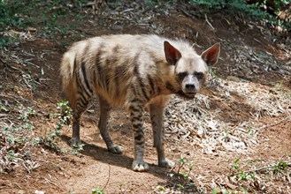 Striped hyena in forest