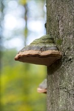 Tinder fungus