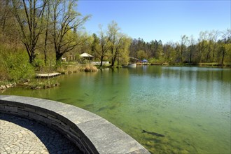 The pond with grass carp