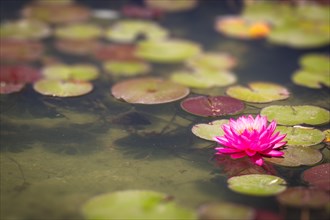 Beautiful pink lotus flower lily pond
