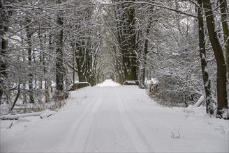 Snow-covered avenue in the Moenchbruch nature reserve