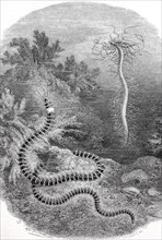 Thread tuft worm or Nordic vine worm