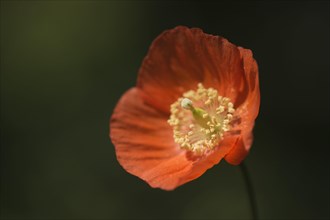 Welsh poppy