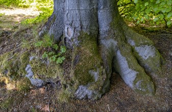 Moss-covered trunk and root of a beech