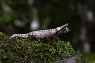 Earth chameleon of the genus