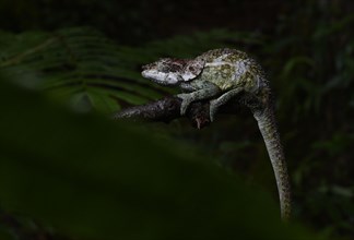 A male chameleon of the cryptic chameleon