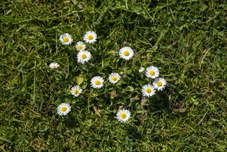 Common daisy