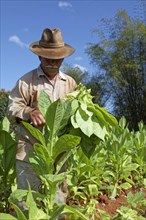 Tobacco farmer with hat picking tobacco leaves in field