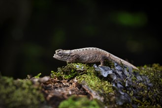 Earth chameleon of the genus