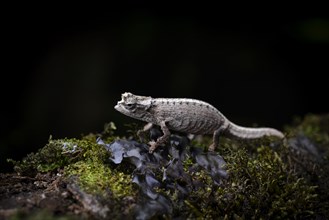 Earth chameleon of the genus