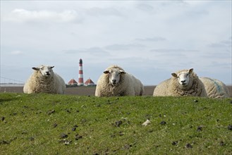 Sheep lying on dike in front of Westerhever lighthouse