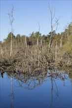 Dead trees in the Schwenninger moss
