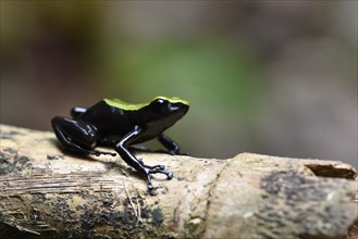 Variegated frogs of the climbing mantella