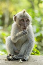Baby long tailed macaque in Ubud sacred monkey forest