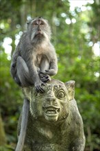 A long tailed macaque on top of a statue inside Ubud monkey forest