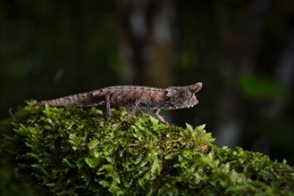 Earth chameleon of the genus
