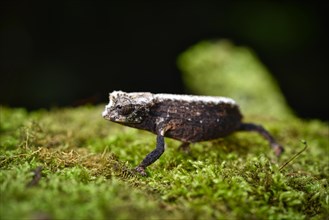 Earth chameleon female of the genus