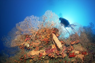 Silhouette of diver in backlight behind coral wall with deep sea gorgonian
