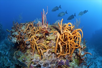 Typical Caribbean coral