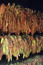 Tobacco leaves hanging to dry on wooden rack in barn