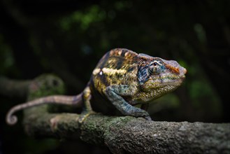 A male chameleon of the amber chamaeleon