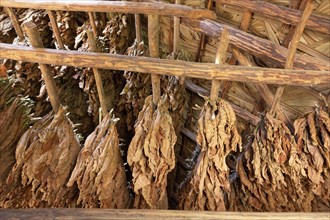 Tobacco leaves hanging to dry on wooden rack in barn