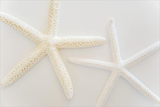Stars of the Sea