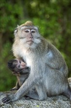 A long tailed macaque mother with her baby at breast