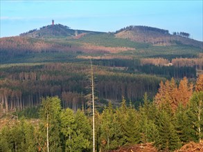 The Wurmberg and coniferous forests damaged by the bark beetle in the High Harz Mountains