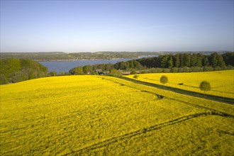 Rape in full bloom on large fields near Lake Ratzeburg
