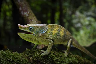 A previously undescribed male chameleon
