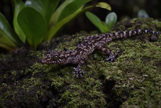 Big-headed gecko of the genus