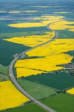 Yellow rape fields