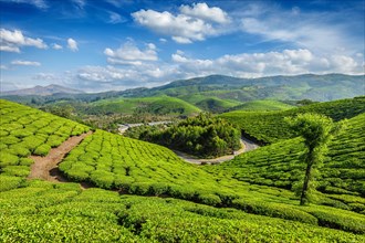 Green tea plantations in the morning