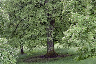 Deciduous trees in a meadow