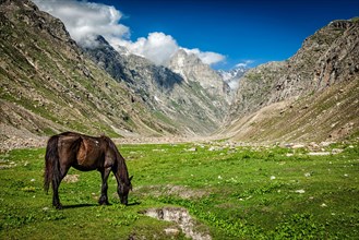 Horse grazing in Himalayas. Lahaul valley