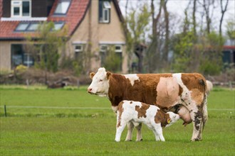 Cow with calf in a meadow near Oudeschild
