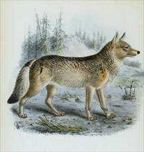 Amerikanischer Wolf