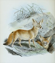 Fennek or fennec fox