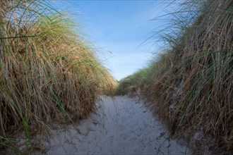 Trail through dunes