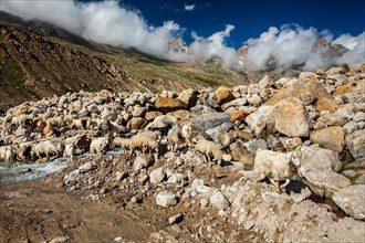 Herd of Pashmina sheep and goats crossing the stream in Himalayas. Lahaul Valley