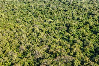 Aerial view of tropical forest trees. Sri Lanka