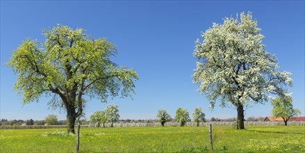 Flowering fruit trees near Kressbronn on Lake Constance